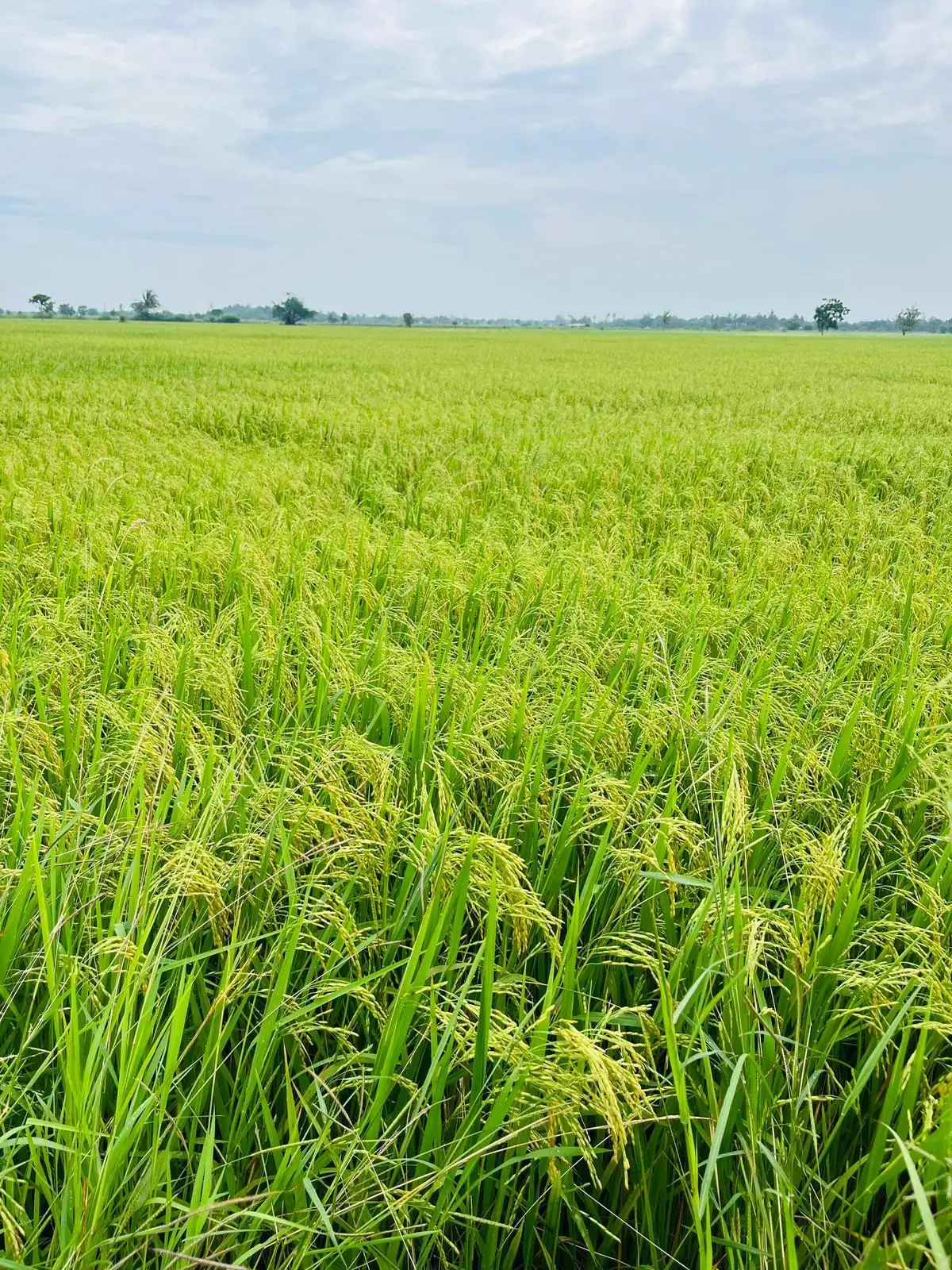 Thai Rice Field